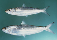 Sardinella gibbosa, Goldstripe sardinella: fisheries