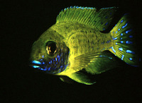 Aulonocara baenschi, Nkhomo-benga peacock: aquarium