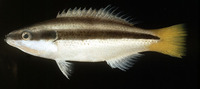 Diproctacanthus xanthurus, Yellowtail tubelip: aquarium