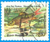 Labeo fisheri, Green labeo: