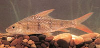 Parator zonatus, : fisheries