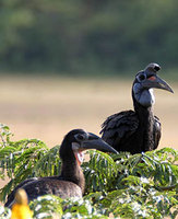 Abyssinian Ground Hornbills  (Iain Campbell)