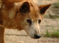 Canis lupus dingo - Dingo