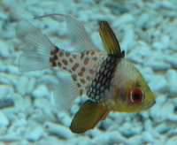 Sphaeramia nematoptera - Coral Cardinalfish