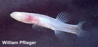 Image of: Typhlichthys subterraneus (southern cavefish)