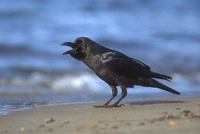 Jungle (Large-billed) Crow (Corvus macrorhynchos) photo