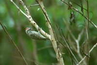 Checkered Woodpecker - Picoides mixtus