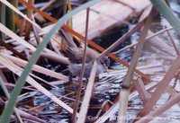 Lesser Swamp-Warbler - Acrocephalus gracilirostris