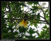 Lesser Bird-of-paradise - Paradisaea minor