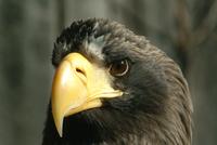 Steller's Sea Eagle (male)