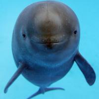 Where's Its Cousin? finless porpoise