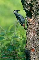 ...Dendrocopos syriacus 2412 UK: Syrian Woodpecker DE: Blutspecht FR: Pic syriaque ES: Pico Sirio C