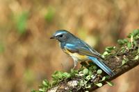 Name：	Red-flanker Bluetail