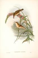 Richter after Gould Marsh Warbler (Calamoherne palustris)