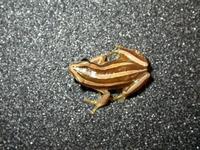: Afrixalus vittiger; Savanna Four-striped Leaf-folding Frog