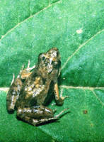 : Phrynobatrachus parvulus; White Lipped Dwarf Puddle Frog