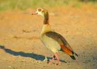 : Alopochen aegyptiaca; Egyptian Goose