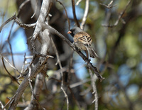: Spizella atrogularis; Black-chinned Sparrow