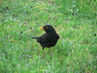 : Turdus meruca; Blackbird