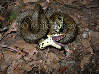 : Natrix natrix helvetica; European Grass Snake