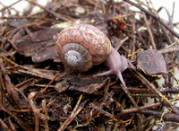 : Helminthoglypta sp.
