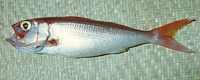 Etelis radiosus, Scarlet snapper: fisheries, gamefish