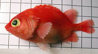 Plectrypops retrospinis, Cardinal soldierfish: aquarium
