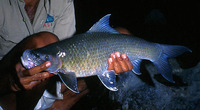 Labeo calbasu, Orange-fin labeo: fisheries, aquaculture