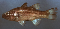 Cheilodipterus singapurensis, Truncate cardinalfish: fisheries