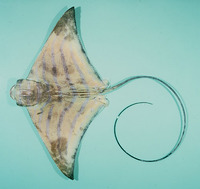 Aetomylaeus nichofii, Banded eagle ray: fisheries
