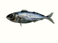 Ariomma brevimanus, : fisheries