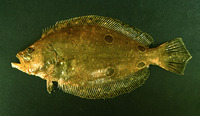 Hippoglossina tetrophthalma, Fourspot flounder: fisheries