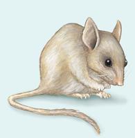 Image of: Leporillus conditor (greater stick-nest rat)