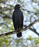 Buteogallus subtilis - Mangrove Black-Hawk