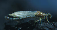 Image of: Coenagrionidae (narrow-winged damselflies)