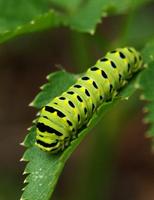 Image of: Papilio polyxenes