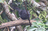 Gray Antbird - Cercomacra cinerascens