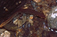 : Calotriton arnoldi; Montseny Brook Newt