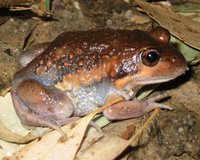 : Limnodynastes dumerilii; Bullfrog, Pobblebonk