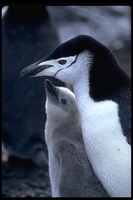: Pygoscelis antarctica; Chinstrap Penguin