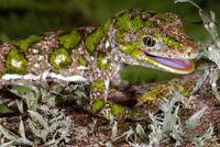 : Naultinus stellatus; New Zealand Green Gecko