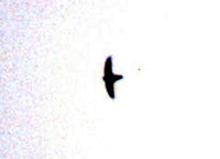 황해쇠칼새  Aerodramus brevirostris ( Himalayan Swiftlet )