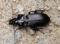 Pterostichus melanarius - Carabid beetle