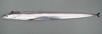 Lepidopus caudatus, Silver scabbardfish: fisheries, gamefish