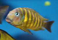 Tropheus brichardi, : aquarium