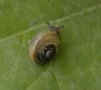Arianta arbustorum - Copse Snail