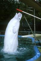 Delphinapterus leucas - Beluga Whale
