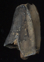 Coelodonta antiquitatis - Woolly Rhinoceros