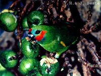Double-eyed Fig-Parrot - Cyclopsitta diophthalma