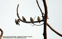 Daurian Starling - Sturnia sturnina